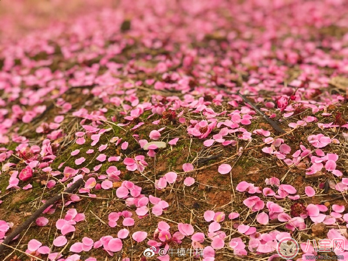 今日驚蟄朋友圈發什么祝福的話 2018今日驚蟄說說短信祝福語