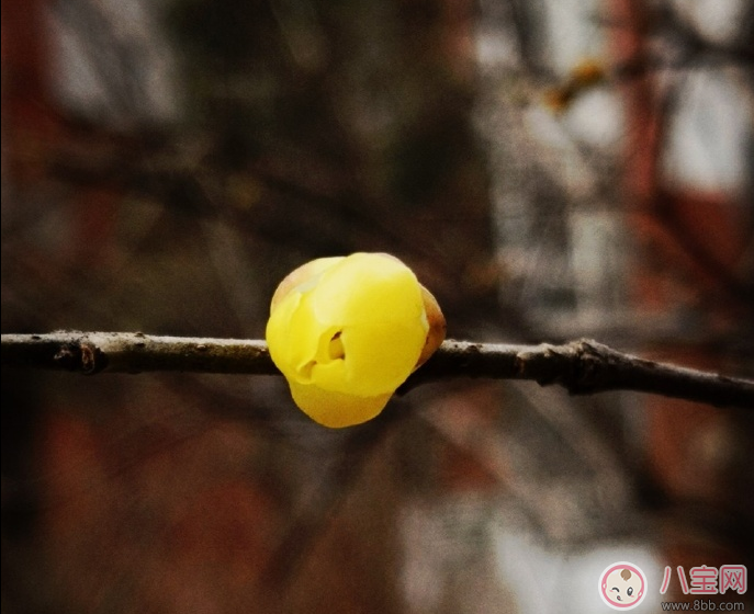 2018驚蟄早安心語 今日驚蟄說說朋友圈配圖 今天驚蟄帶字圖片素材