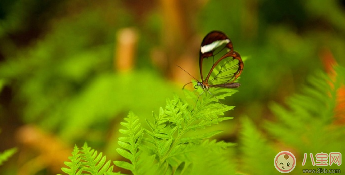2018驚蟄早安心語 今日驚蟄說說朋友圈配圖 今天驚蟄帶字圖片素材