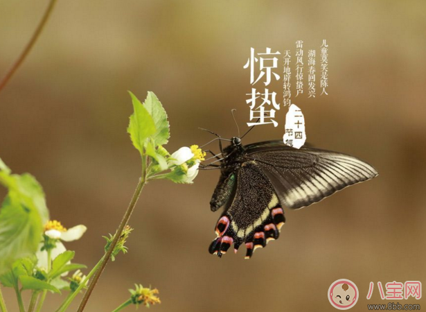 2018驚蟄出生的孩子好不好 驚蟄出生的孩子命運怎么樣 2018驚蟄出生的孩子好不好 驚蟄出生的孩子命運怎么樣