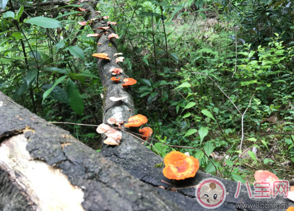 今日驚蟄心情說說朋友圈配圖 2018驚蟄祝福問候語大全