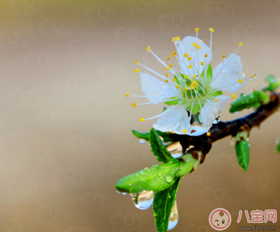 為什么春季容易過敏 如何預防寶寶春季過敏