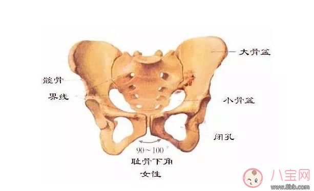 孕晚期恥骨痛是什么原因 2018孕婦恥骨痛預(yù)防和緩解辦法