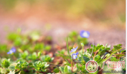 春天上火吃什么效果好 春天為什么容易上火