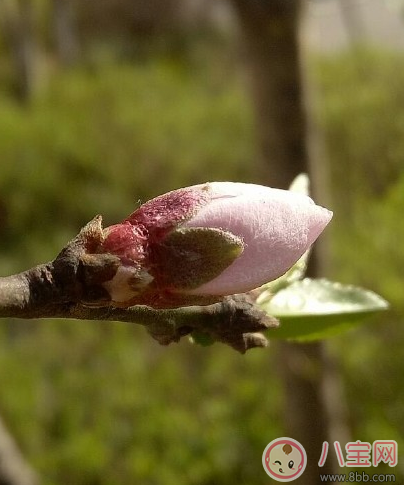 春天上火吃什么效果好 春天為什么容易上火