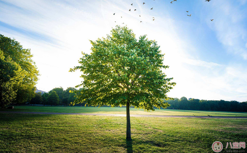 植樹(shù)節(jié)活動(dòng)方案怎么寫 學(xué)校植樹(shù)節(jié)策劃活動(dòng) 植樹(shù)節(jié)活動(dòng)方案怎么寫 學(xué)校植樹(shù)節(jié)策劃活動(dòng)