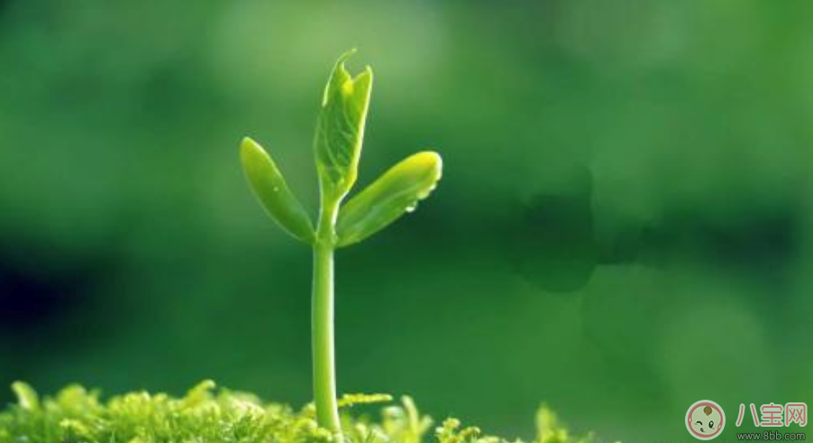 植樹(shù)節(jié)活動(dòng)方案怎么寫 學(xué)校植樹(shù)節(jié)策劃活動(dòng) 植樹(shù)節(jié)活動(dòng)方案怎么寫 學(xué)校植樹(shù)節(jié)策劃活動(dòng)