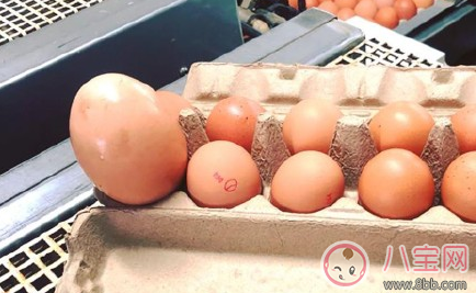 澳大利亞發現罕見蛋中蛋什么情況 蛋中蛋長什么樣子照片