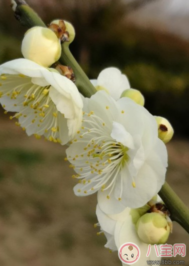 賞花發(fā)朋友圈曬圖句子 形容賞花心情好的說(shuō)說(shuō)句子