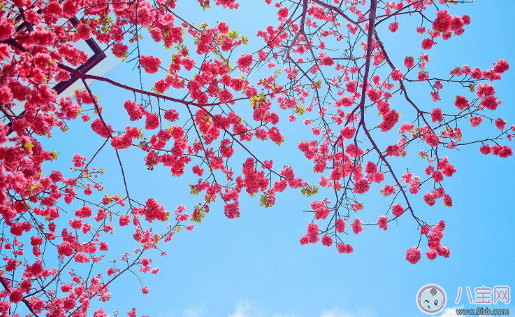 小學生植樹節名言警句 植樹節綠色格言和點子