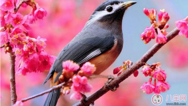 小學生植樹節名言警句 植樹節綠色格言和點子