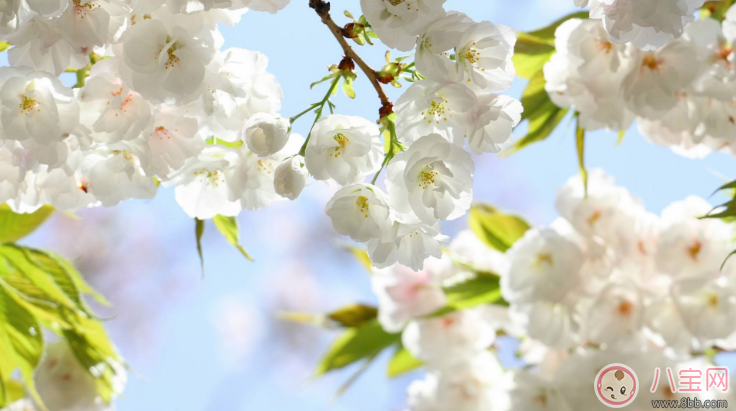 小學生植樹節名言警句 植樹節綠色格言和點子