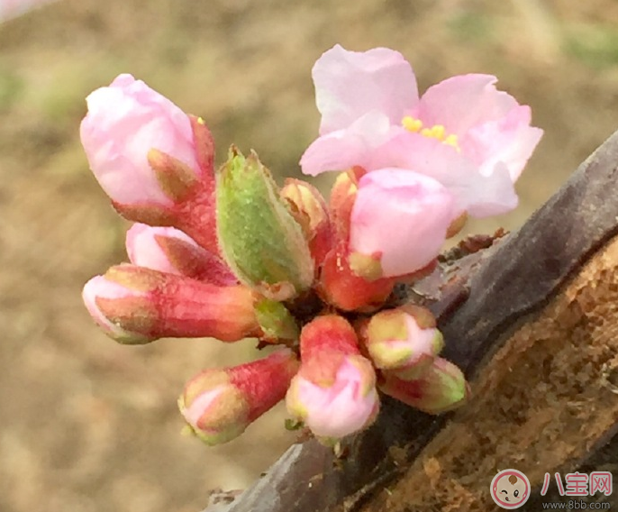 今日春分朋友圈發(fā)什么祝福的話 2018今日春分說(shuō)說(shuō)短信祝福語(yǔ)