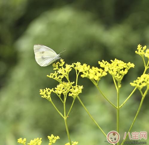 2018春分出生的孩子好不好 春分出生的孩子性格怎么樣 2018春分出生的孩子好不好 春分出生的孩子性格怎么樣