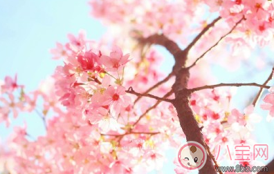 帶孩子看櫻花的說(shuō)說(shuō)句子 和孩子看櫻花的心情說(shuō)說(shuō)