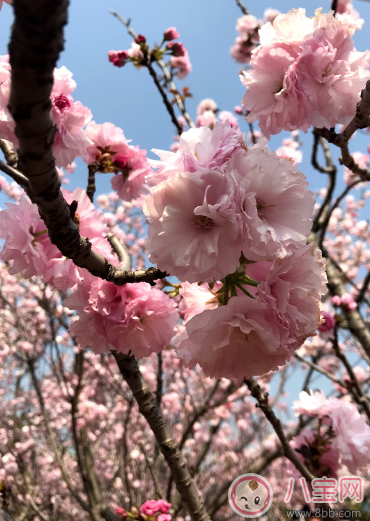 帶孩子看櫻花的說(shuō)說(shuō)句子 和孩子看櫻花的心情說(shuō)說(shuō)