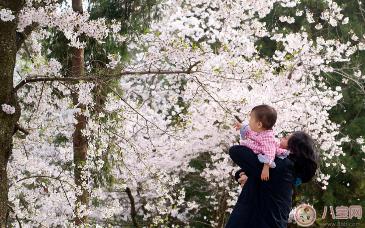 帶孩子賞櫻花曬圖心情說說 帶孩子賞櫻花曬圖句子短語朋友圈