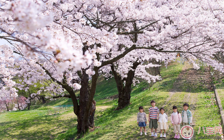 帶孩子賞櫻花曬圖心情說說 帶孩子賞櫻花曬圖句子短語朋友圈