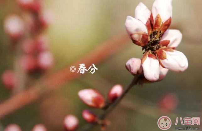 春分快樂(lè)早安心語(yǔ) 朋友圈春分快樂(lè)早安問(wèn)候語(yǔ)說(shuō)說(shuō)