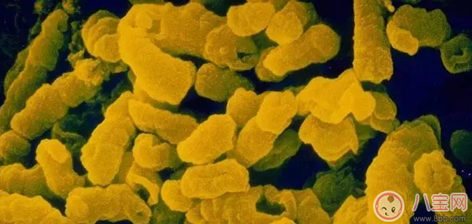 hib疫苗是什么 有必要打hib疫苗嗎