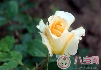 雨天賞花的心情經(jīng)典句子 描寫雨天賞花的心情的唯美經(jīng)典句子 雨天賞花的心情經(jīng)典句子 描寫雨天賞花的心情的唯美經(jīng)典句子