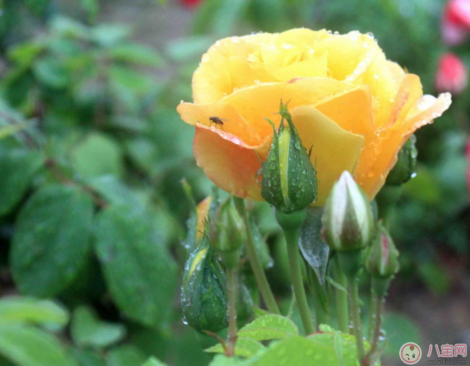 雨天賞花的心情經(jīng)典句子 描寫雨天賞花的心情的唯美經(jīng)典句子 雨天賞花的心情經(jīng)典句子 描寫雨天賞花的心情的唯美經(jīng)典句子
