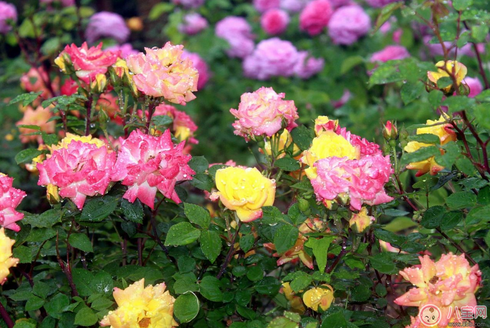 雨天賞花的心情經(jīng)典句子 描寫雨天賞花的心情的唯美經(jīng)典句子 雨天賞花的心情經(jīng)典句子 描寫雨天賞花的心情的唯美經(jīng)典句子