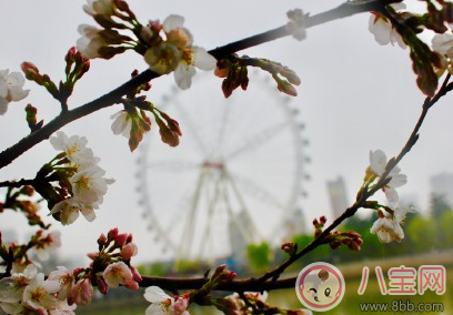 下雨看櫻花怎么發(fā)朋友圈 下雨天看櫻花曬圖心情說說