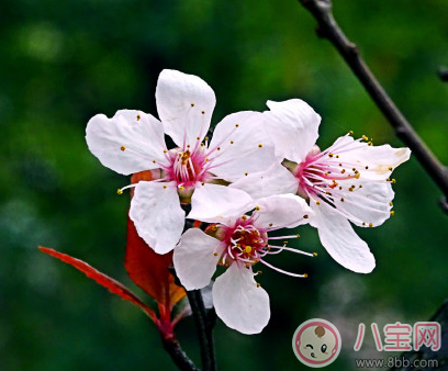 下雨天帶孩子看櫻花的心情說說 下雨天帶孩子看櫻花曬圖說說句子 下雨天帶孩子看櫻花的心情說說 下雨天帶孩子看櫻花曬圖說說句子
