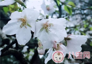 下雨天帶孩子看櫻花的心情說說 下雨天帶孩子看櫻花曬圖說說句子 下雨天帶孩子看櫻花的心情說說 下雨天帶孩子看櫻花曬圖說說句子