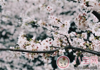 下雨天帶孩子看櫻花的心情說說 下雨天帶孩子看櫻花曬圖說說句子 下雨天帶孩子看櫻花的心情說說 下雨天帶孩子看櫻花曬圖說說句子