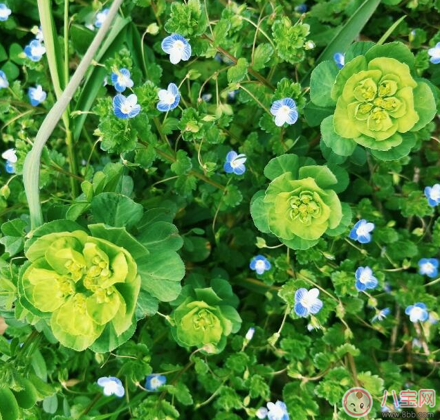 2018踏青賞花心情說說 踏青賞花說說朋友圈 2018踏青賞花心情說說 踏青賞花說說朋友圈