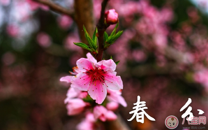 2018踏青賞花心情說說 踏青賞花說說朋友圈 2018踏青賞花心情說說 踏青賞花說說朋友圈