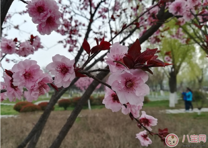 2018踏青賞花心情說說 踏青賞花說說朋友圈 2018踏青賞花心情說說 踏青賞花說說朋友圈