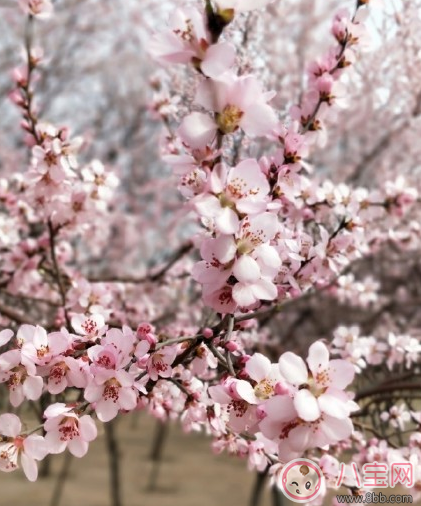 春天帶孩子踏青的心情說說 春天帶孩子賞花曬圖說說感悟 春天帶孩子踏青的心情說說 春天帶孩子賞花曬圖說說感悟