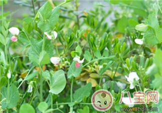 春天帶孩子踏青的心情說說 春天帶孩子賞花曬圖說說感悟 春天帶孩子踏青的心情說說 春天帶孩子賞花曬圖說說感悟