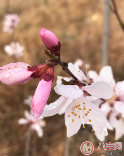帶孩子春游曬圖朋友圈說說 春天一家人去春游的說說感悟 帶孩子春游曬圖朋友圈說說 春天一家人去春游的說說感悟