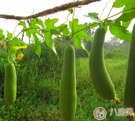 絲瓜可以催奶嗎 絲瓜催奶湯做法大全