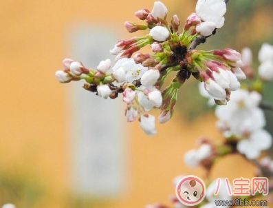 春天你好迎接春天的說說圖片 感受春天的氣息心情說說朋友圈