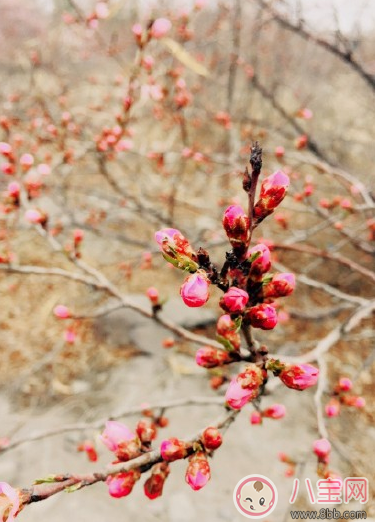 春天你好迎接春天的說說圖片 感受春天的氣息心情說說朋友圈
