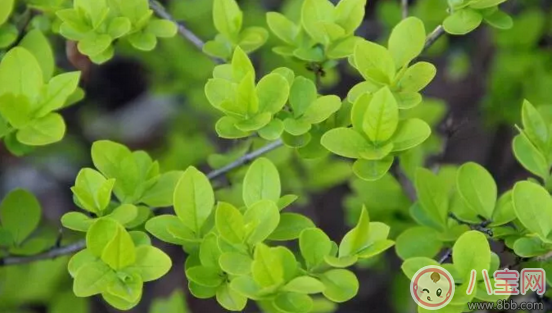 孩子應該怎么過清明節 清明節孩子容易生病怎么辦