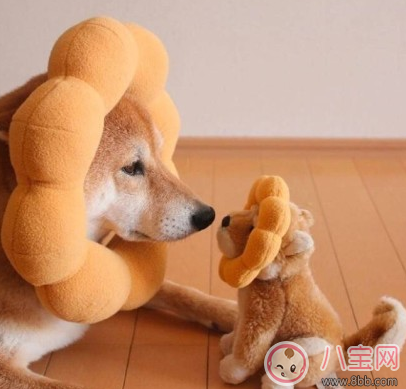 產后減肥的搞笑說說圖片 產后減肥的勵志說說心情 產后減肥的搞笑說說圖片 產后減肥的勵志說說心情