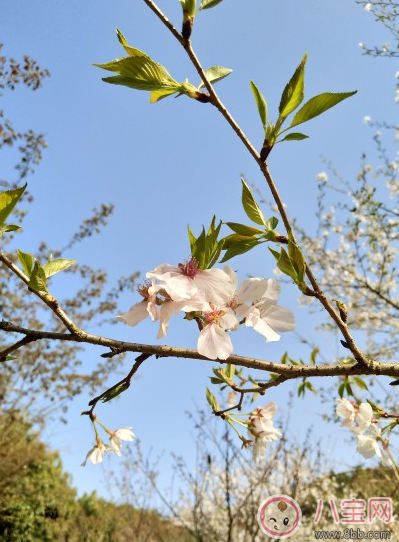 春天出游的說說句子朋友圈 春天出游曬圖心情說說