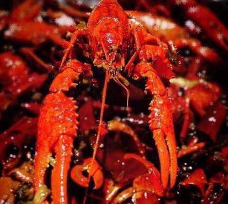 吃龍蝦的心情說說 吃龍蝦喝啤酒一起找個女盆友