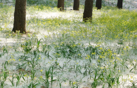 春天柳絮特別的多怎么辦 怎么避免柳絮帶來的困擾