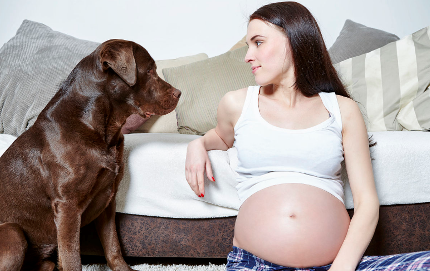 孕期養寵物會感染細菌嗎 懷孕寵物就不能養了嗎