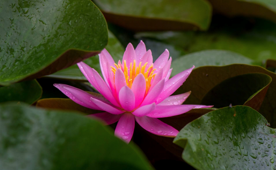 2018再見春天你好夏天的心情說說 2018春天再見夏天你好的感慨句子說說 2018再見春天你好夏天的心情說說 2018春天再見夏天你好的感慨句子說說