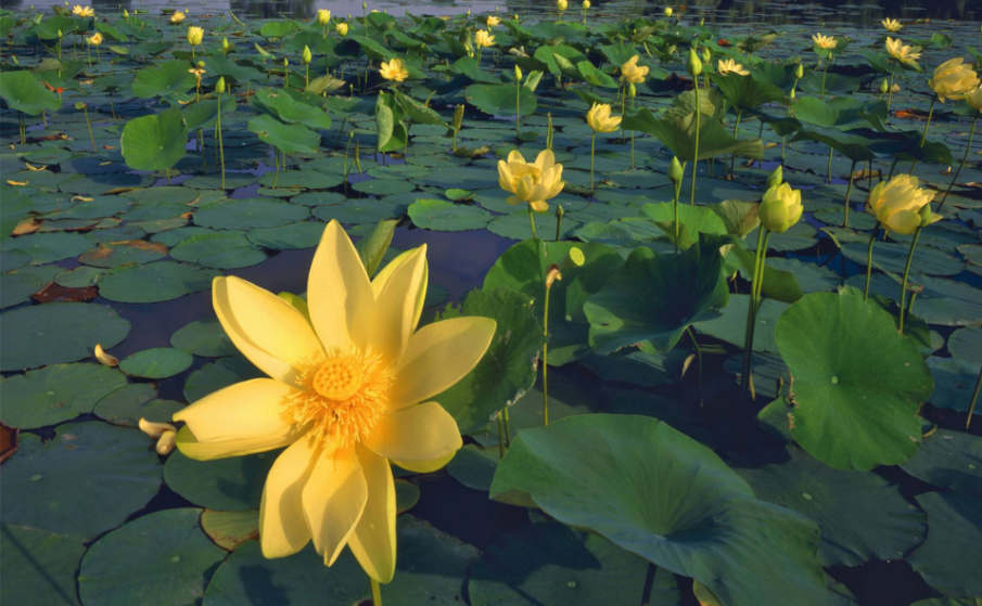 2018再見春天你好夏天的心情說說 2018春天再見夏天你好的感慨句子說說 2018再見春天你好夏天的心情說說 2018春天再見夏天你好的感慨句子說說