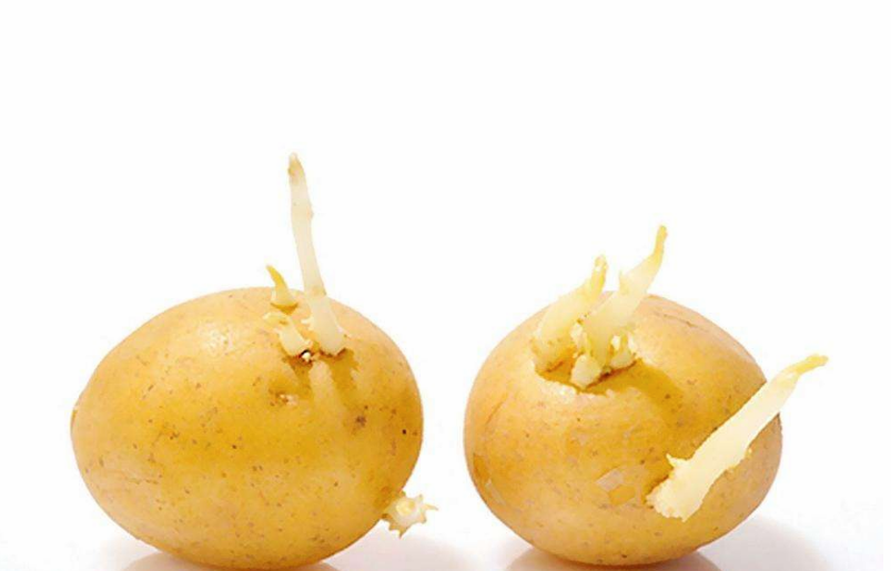 孕婦吃土豆為什么導致胎兒畸形 孕婦怎樣吃土豆才安全 孕婦吃土豆為什么導致胎兒畸形 孕婦怎樣吃土豆才安全