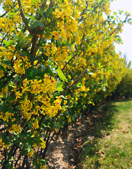 形容夏天來臨的句子 描寫夏天的唯美簡單短句 形容夏天來臨的句子 描寫夏天的唯美簡單短句